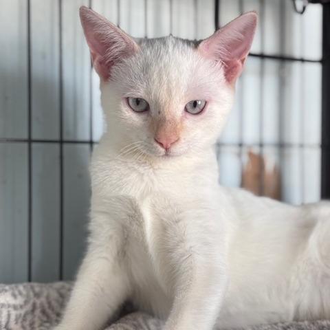 Enlarge Blue (26-7730), a Adoptable Domestic Short Hair in Fort Smith, AR image 2/2
