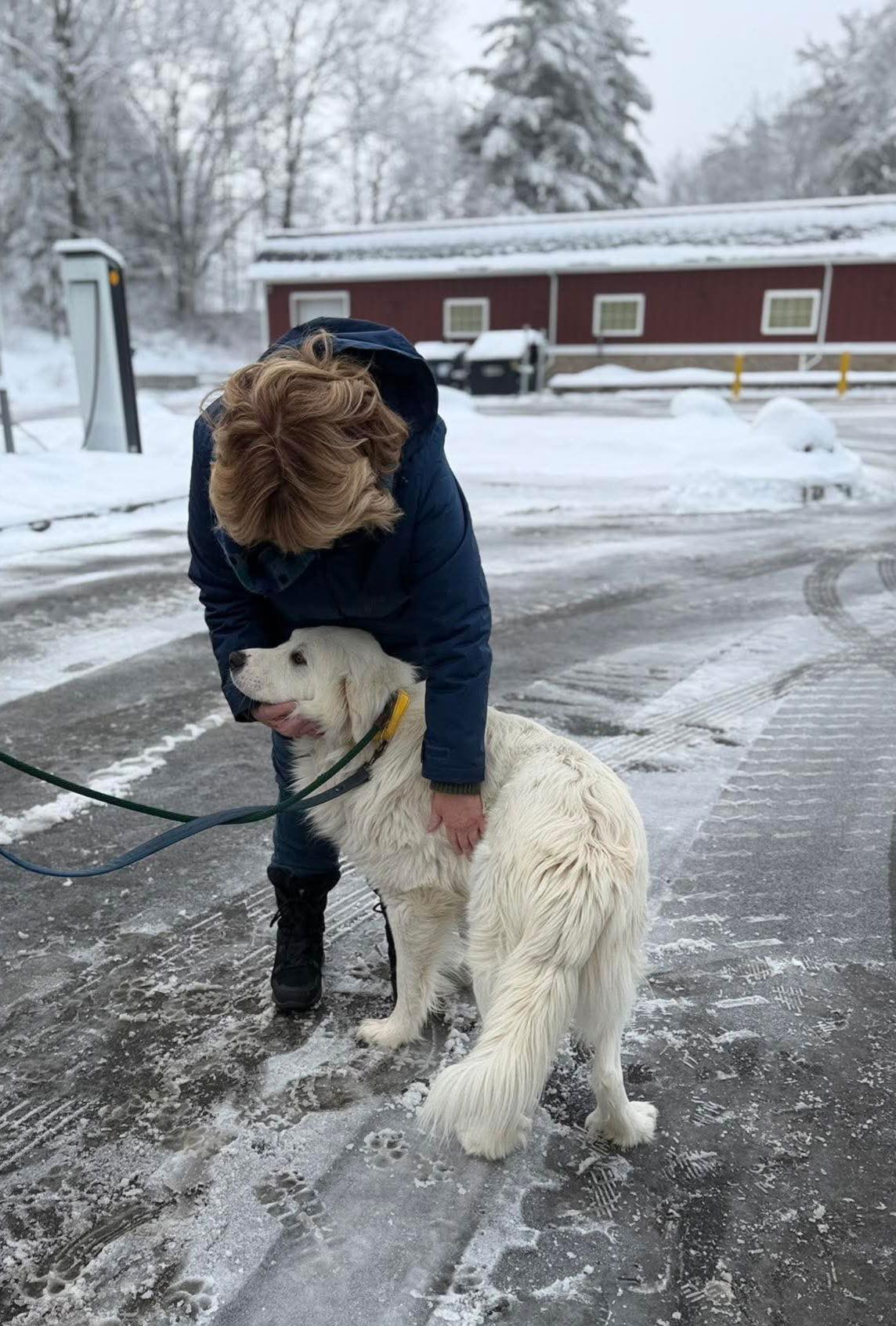 Yang-MEET ME 2/28, Adoptable, Young Male Great Pyrenees.