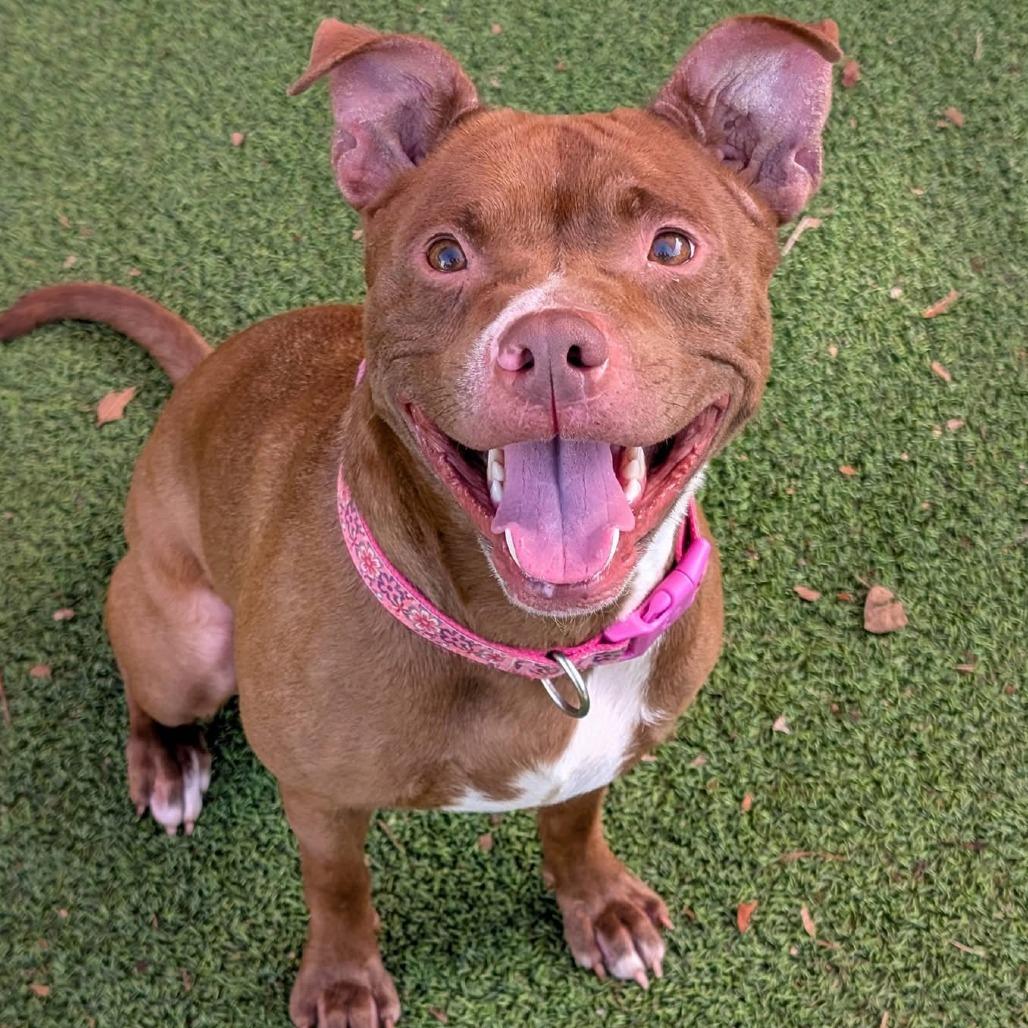 Brownie, Adoptable, Young Female Terrier & Mixed Breed.