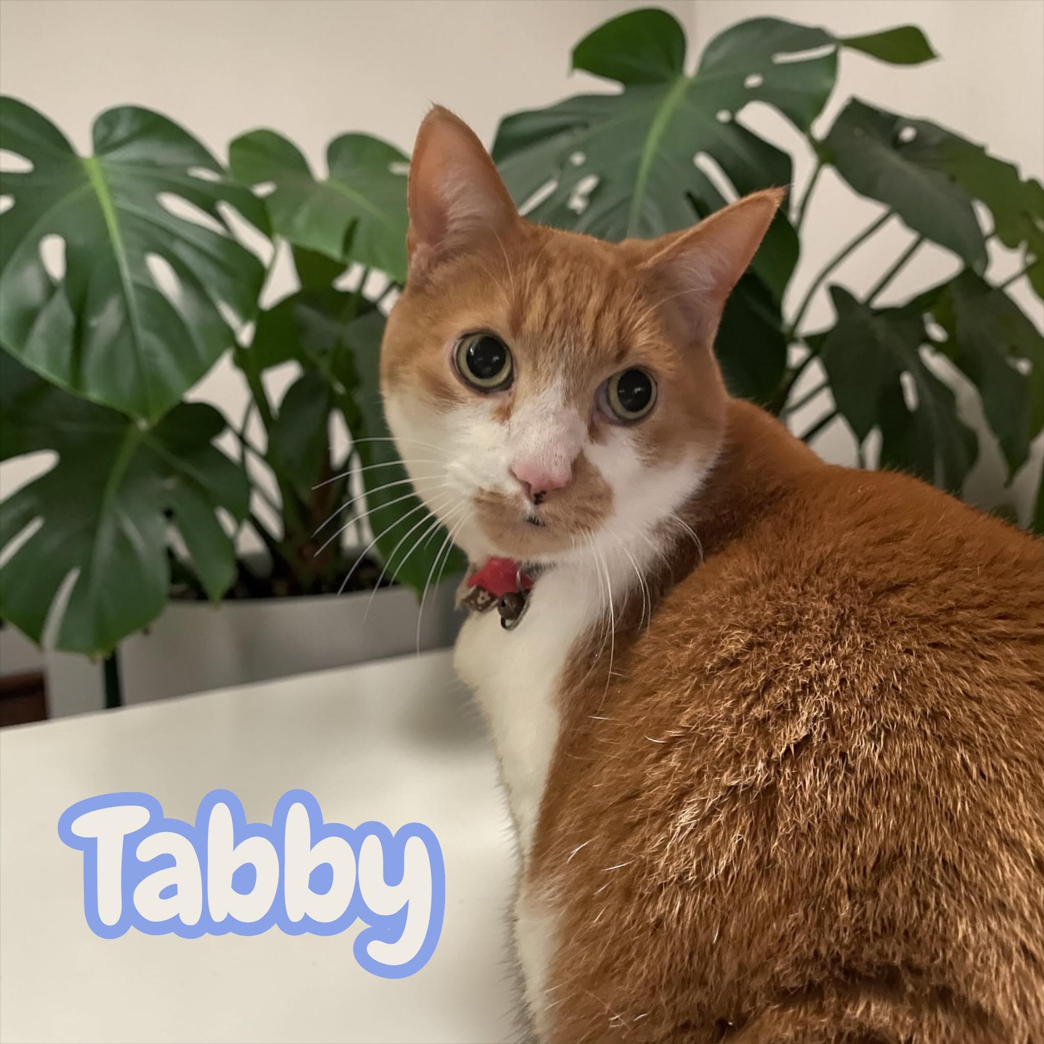 Tabby