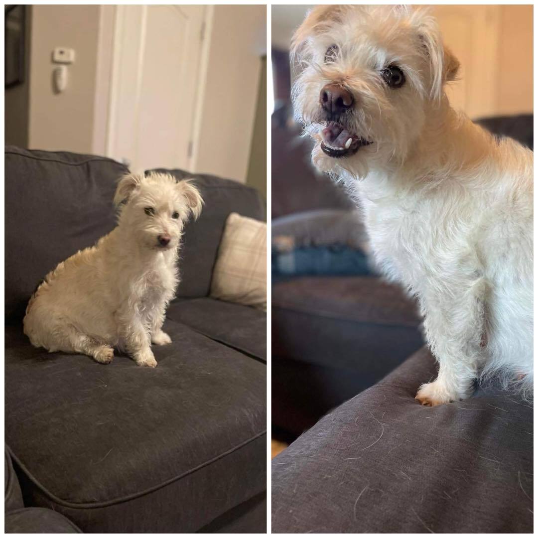 Shelly, Adopted, Adult Female Cairn Terrier.