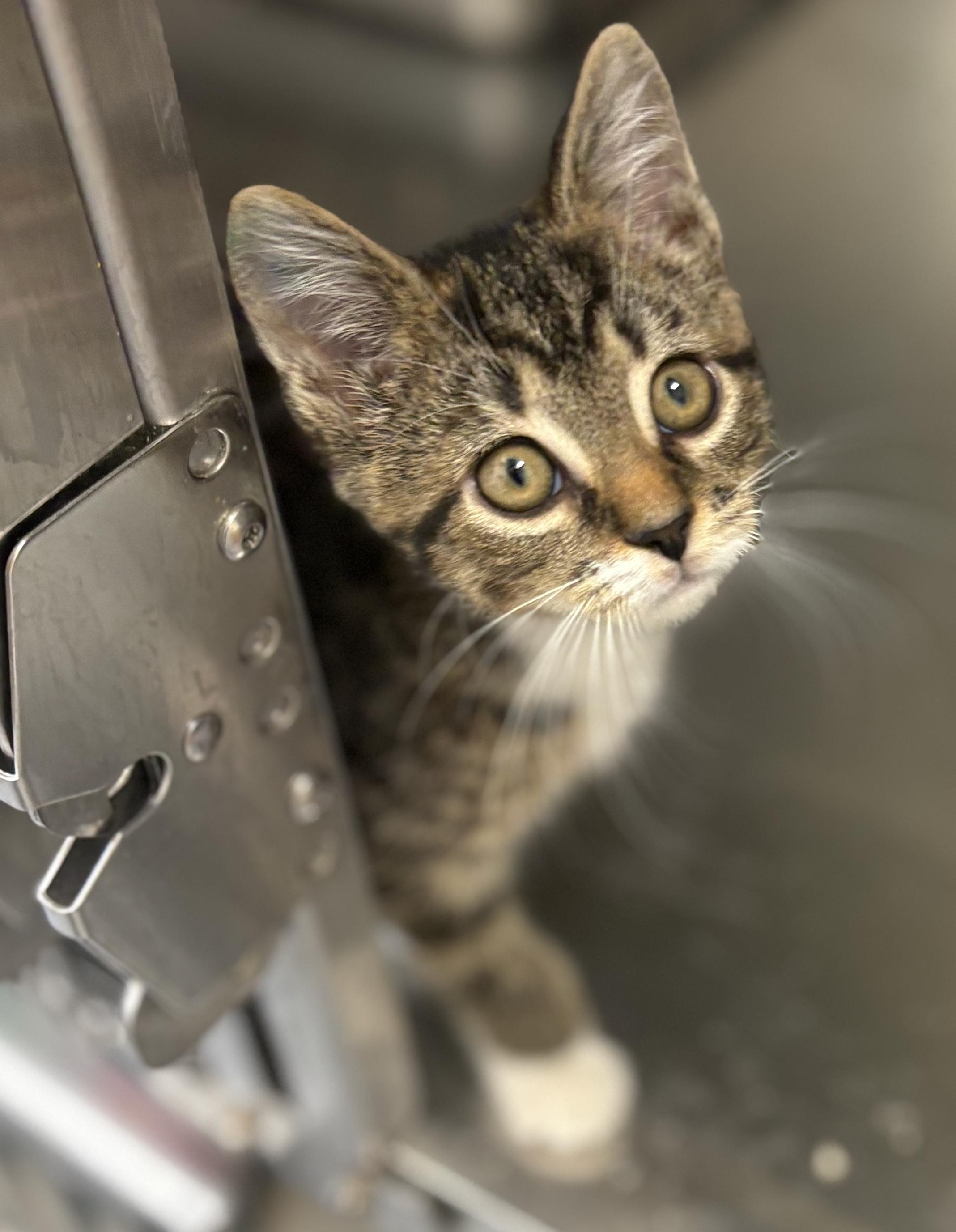 Jack, Adopted, Kitten Male Domestic Short Hair.