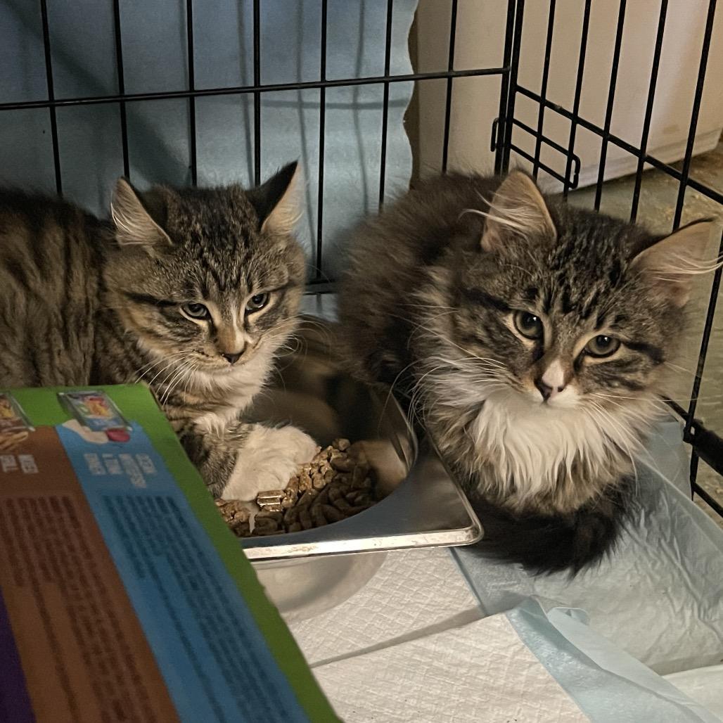 Enlarge Charlie 22898, a Adoptable Domestic Medium Hair in Sand Springs, OK image 1/3