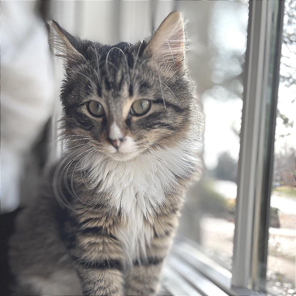 Enlarge Charlie 22898, a Adoptable Domestic Medium Hair in Sand Springs, OK image 2/3