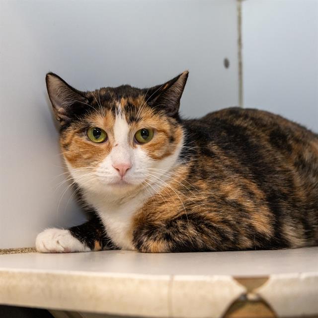 PATCHES, Adoptable, Young Female Domestic Short Hair.