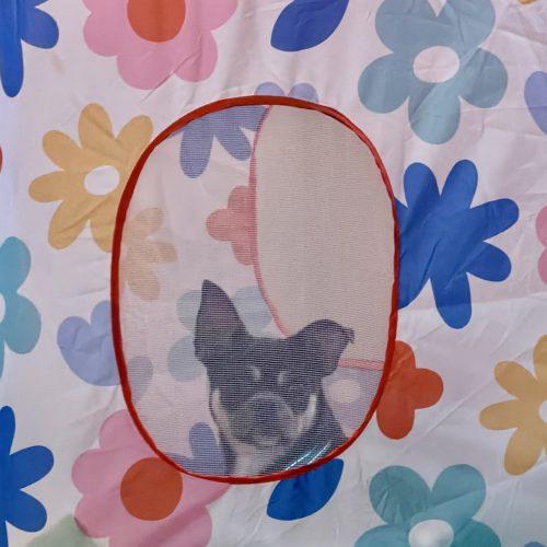 Otis, Adoptable, Young Male French Bulldog & Mixed Breed.