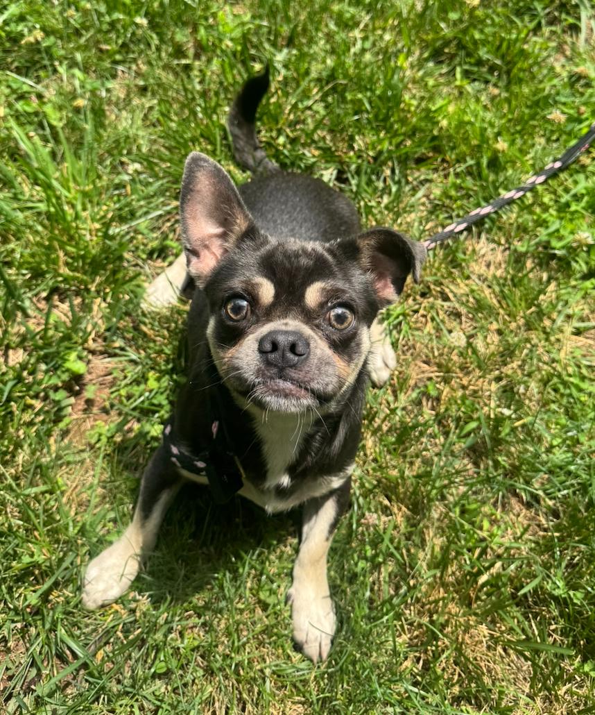 Otis, Adoptable, Young Male French Bulldog & Mixed Breed.
