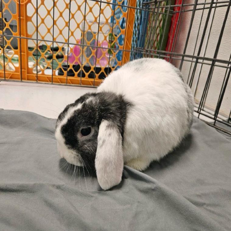 Stormy, Adoptable, Adult Male Mini Lop.