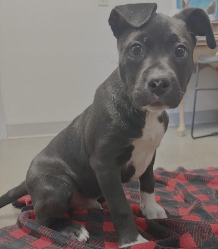 Enlarge Pinto, a Adoptable mixed breed in Murphysboro, IL image 1/4