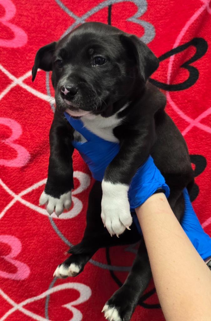 Enlarge Pinto, a Adoptable mixed breed in Murphysboro, IL image 2/2