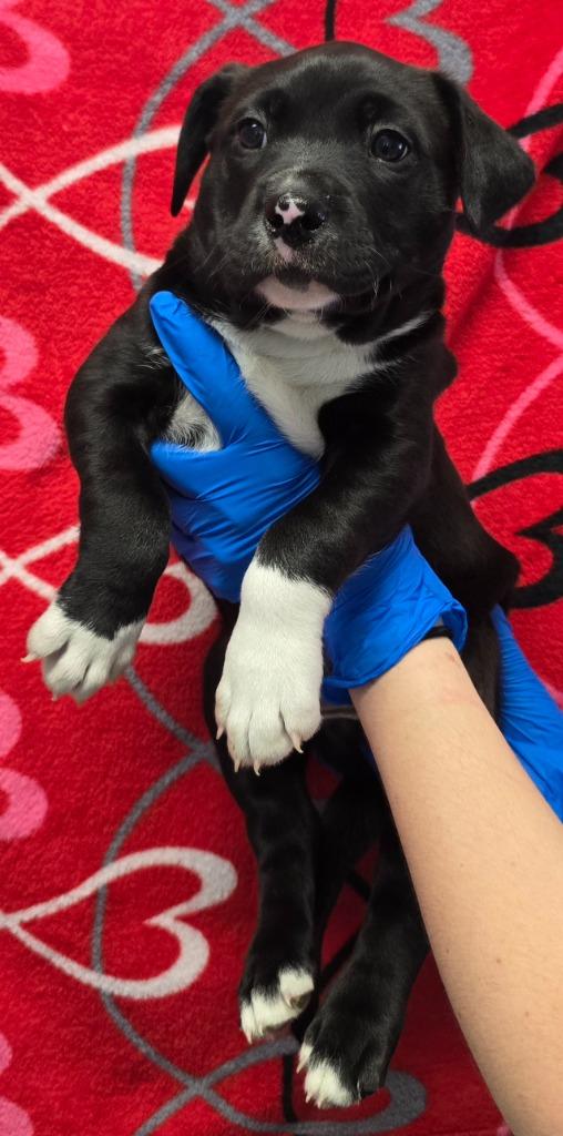 Enlarge Pinto, a Adoptable mixed breed in Murphysboro, IL image 3/4