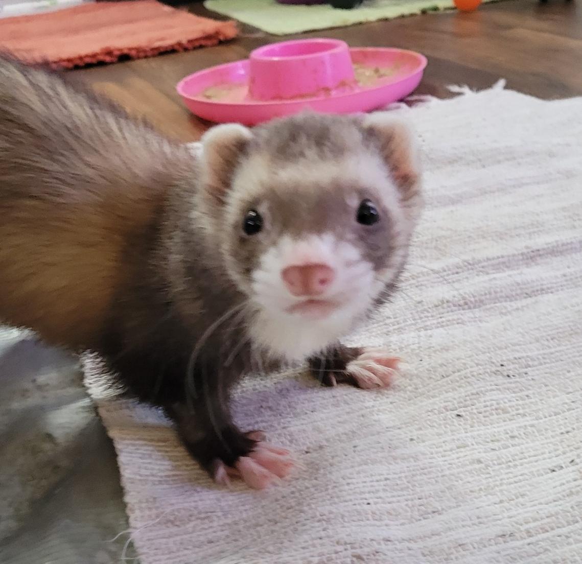 Lucas, adopted, Adult Male Ferret.