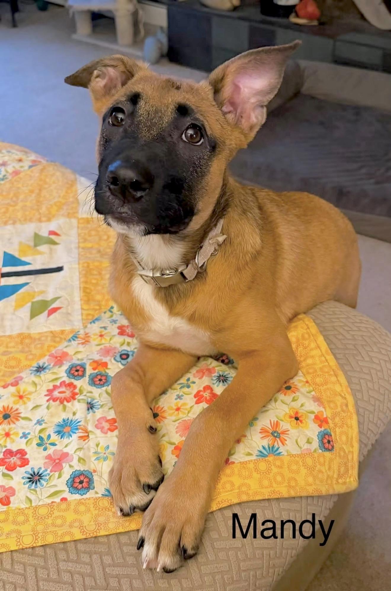 Mandy, ADOPTABLE, Puppy Female German Shepherd Dog & Belgian Shepherd / Malinois.