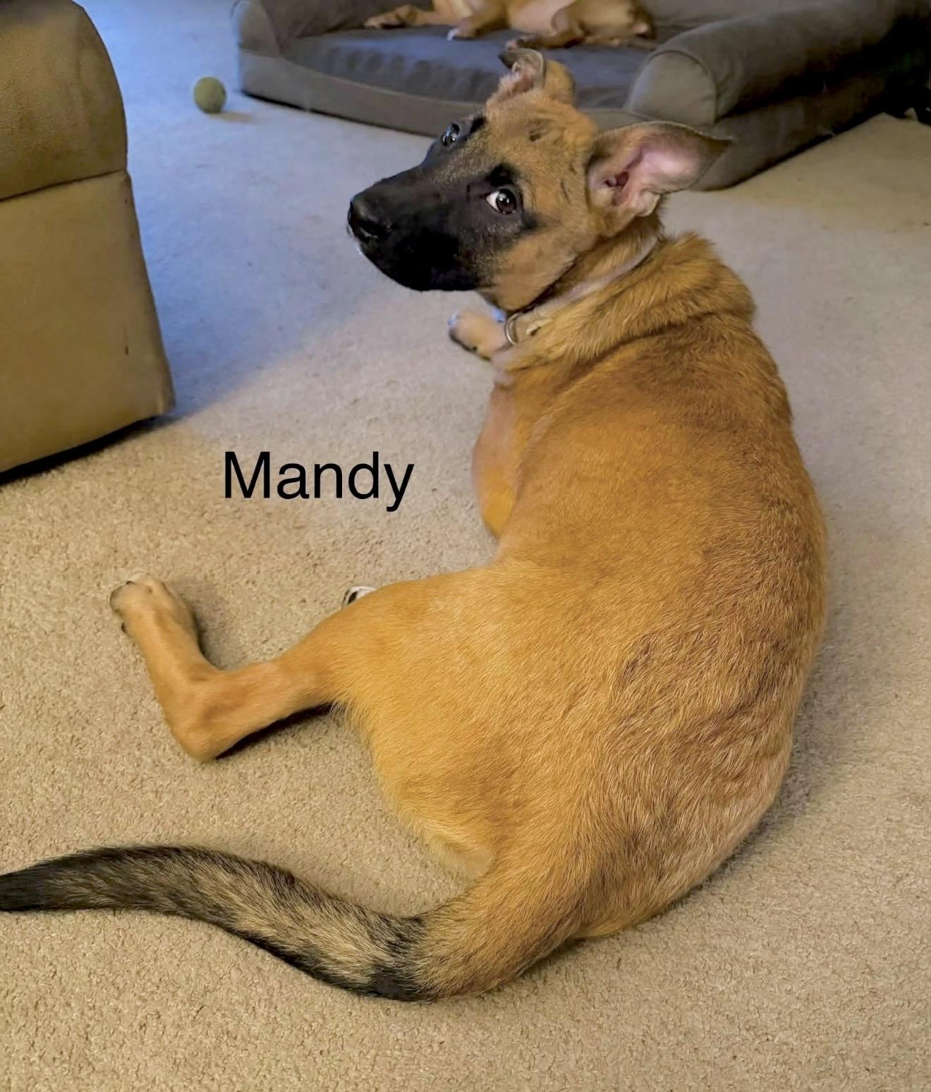 Mandy, a ADOPTABLE mixed breed in Millington, MD image 3/6