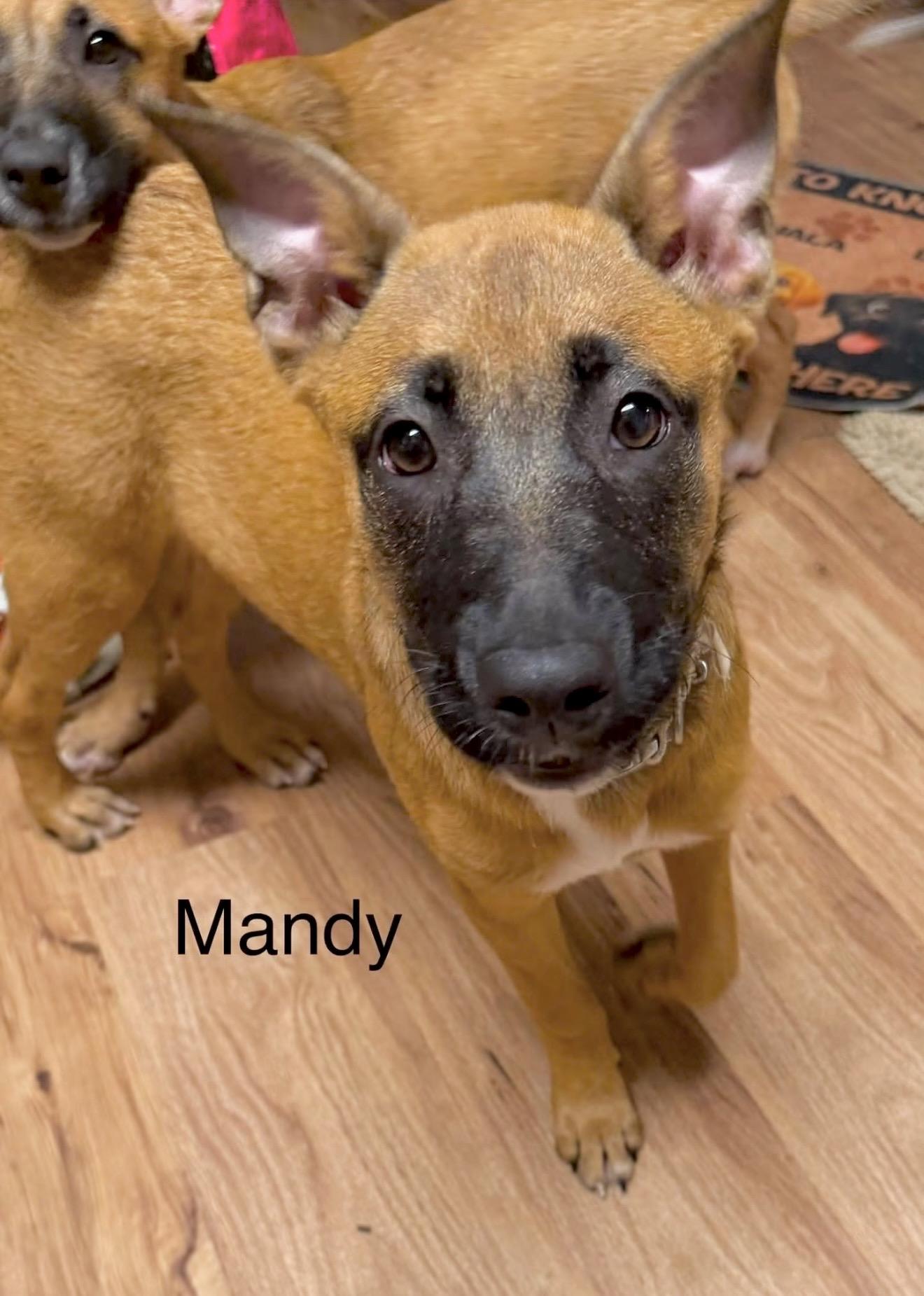 Mandy, a ADOPTABLE mixed breed in Millington, MD image 2/6