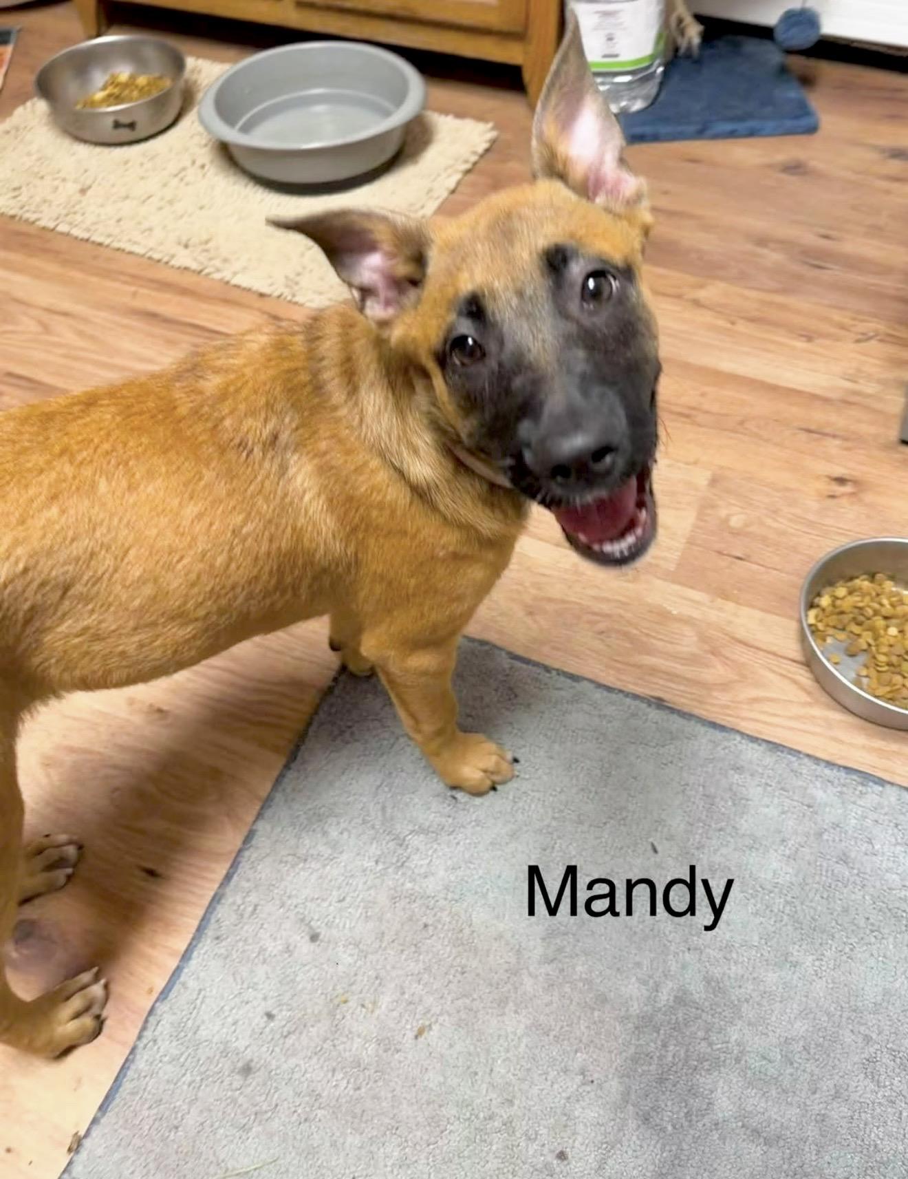 Mandy, a ADOPTABLE mixed breed in Millington, MD image 6/6