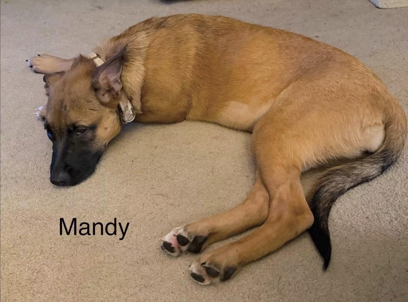 Mandy, a ADOPTABLE mixed breed in Millington, MD image 5/6