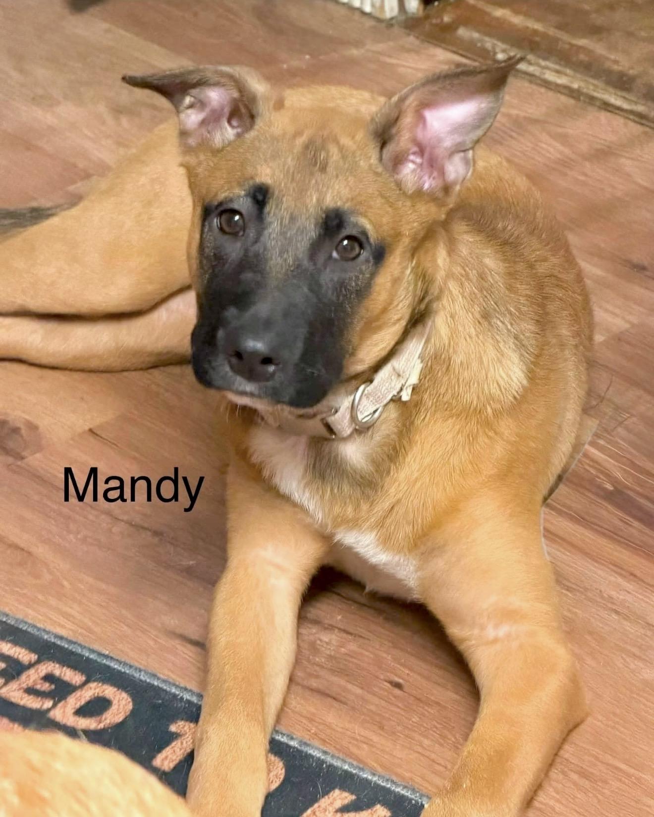 Mandy, a ADOPTABLE mixed breed in Millington, MD image 4/6