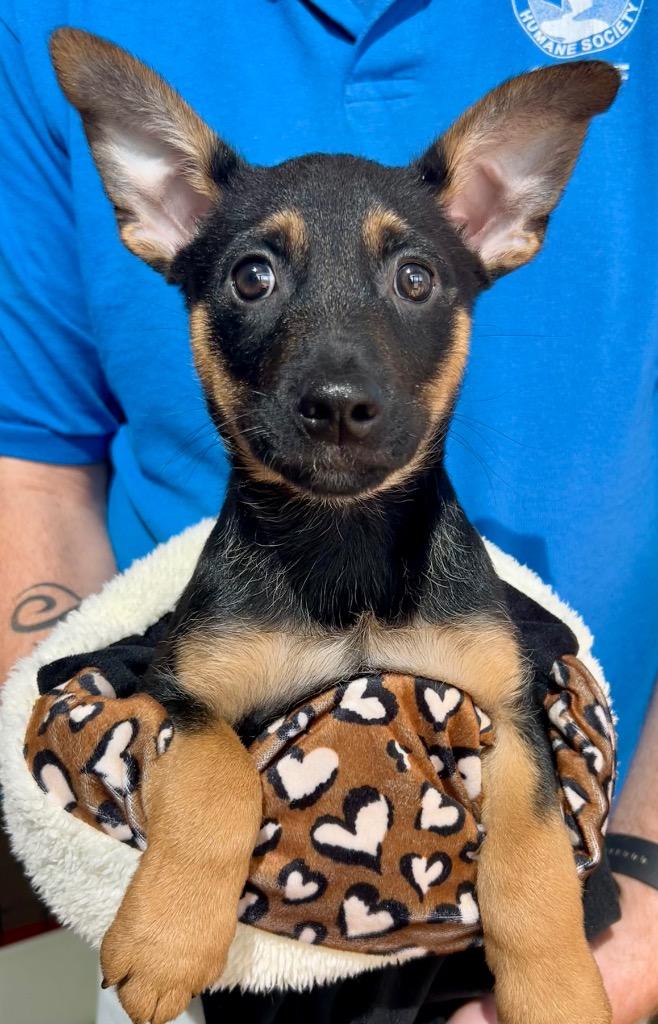 Buck, Adoptable, Puppy Male Mixed Breed.