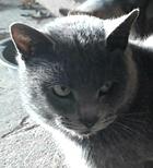 Sabrina, ADOPTABLE, Young Female Russian Blue & Domestic Short Hair.