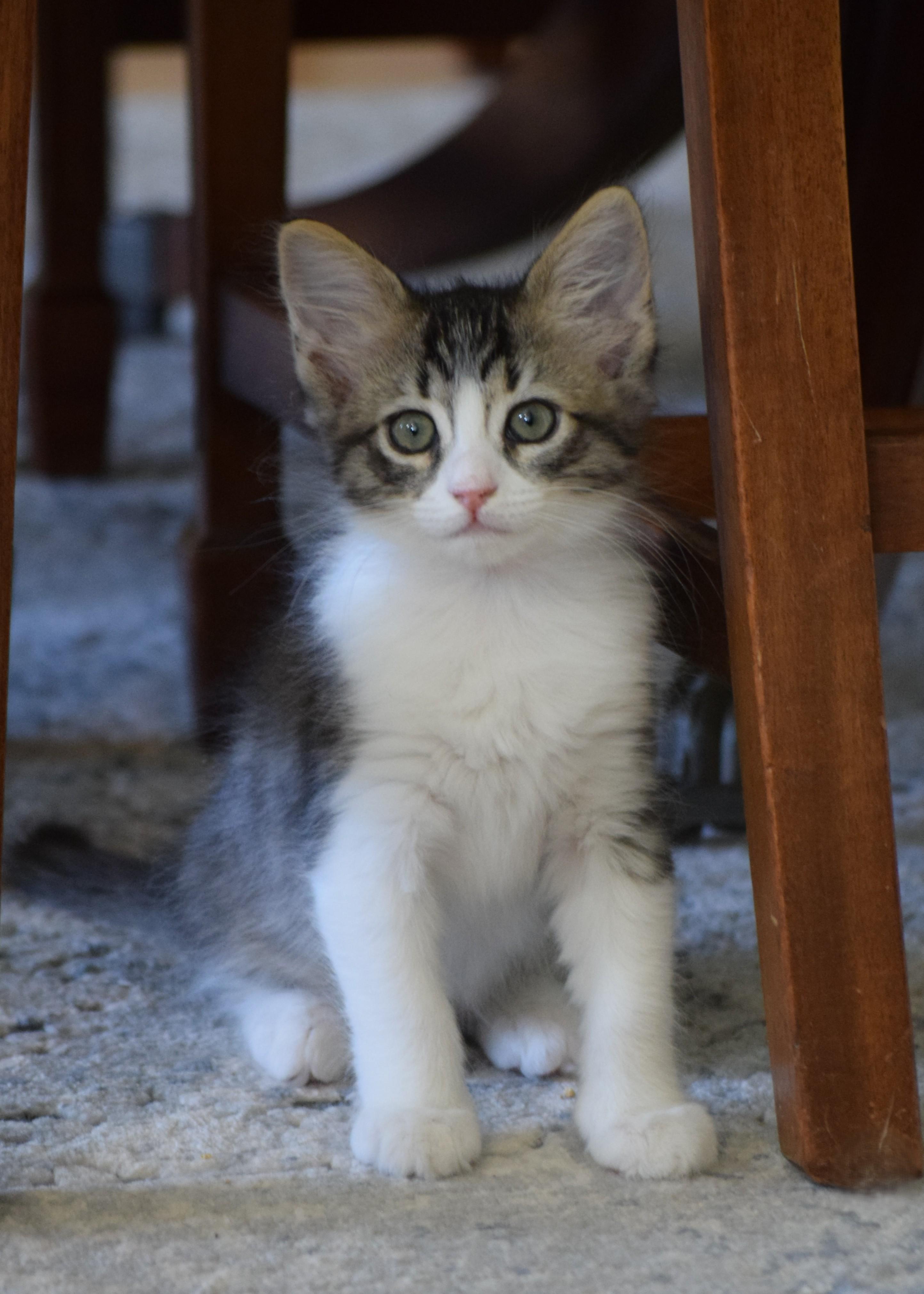 Darla, Baby Female Domestic Medium Hair