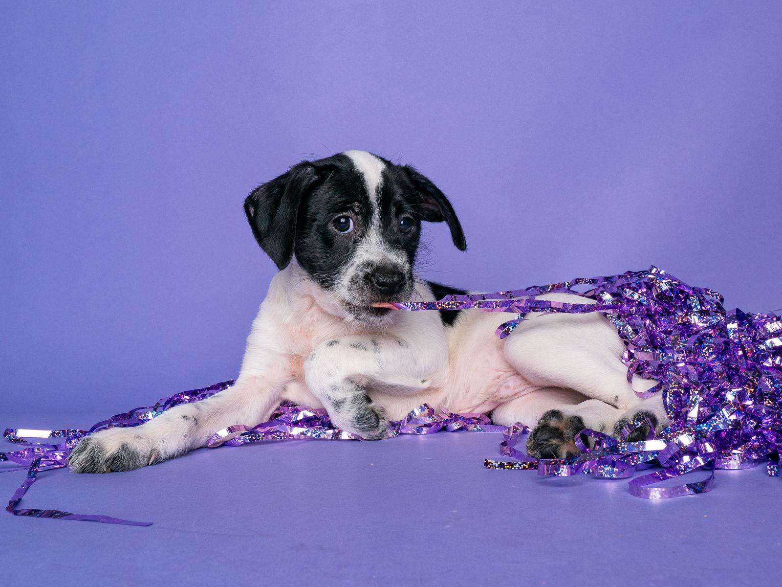 Enlarge Sol: Neptune, a Adoptable mixed breed in Palo Alto, CA image 1/3