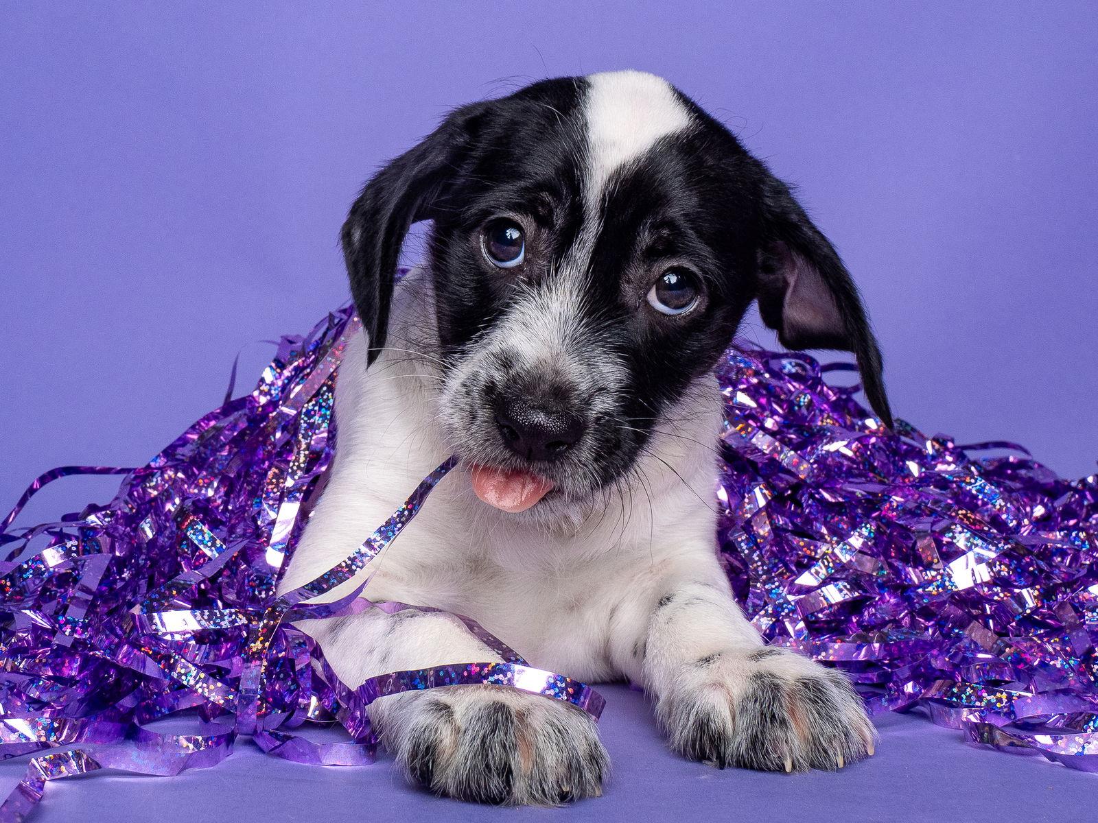 Enlarge Sol: Neptune, a Adoptable mixed breed in Palo Alto, CA image 3/3