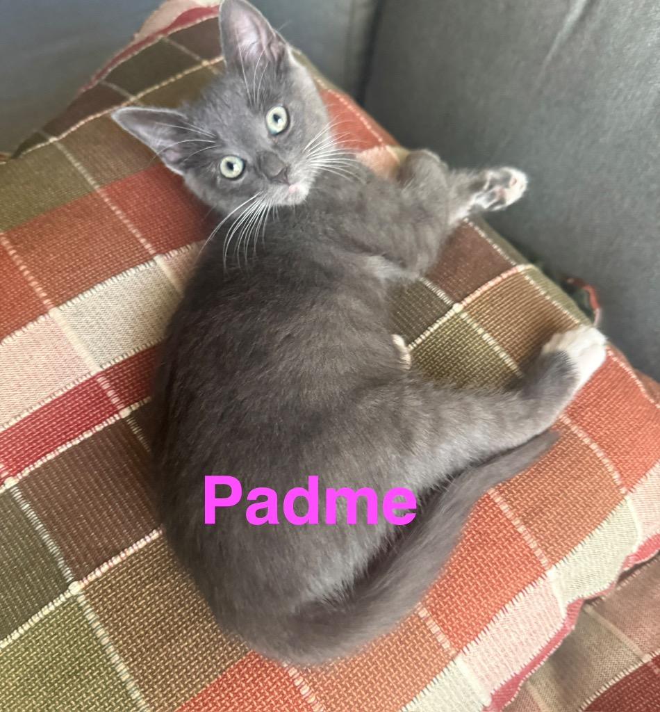 Enlarge Padme, a Adoptable mixed breed in San Pedro, CA image 1/1