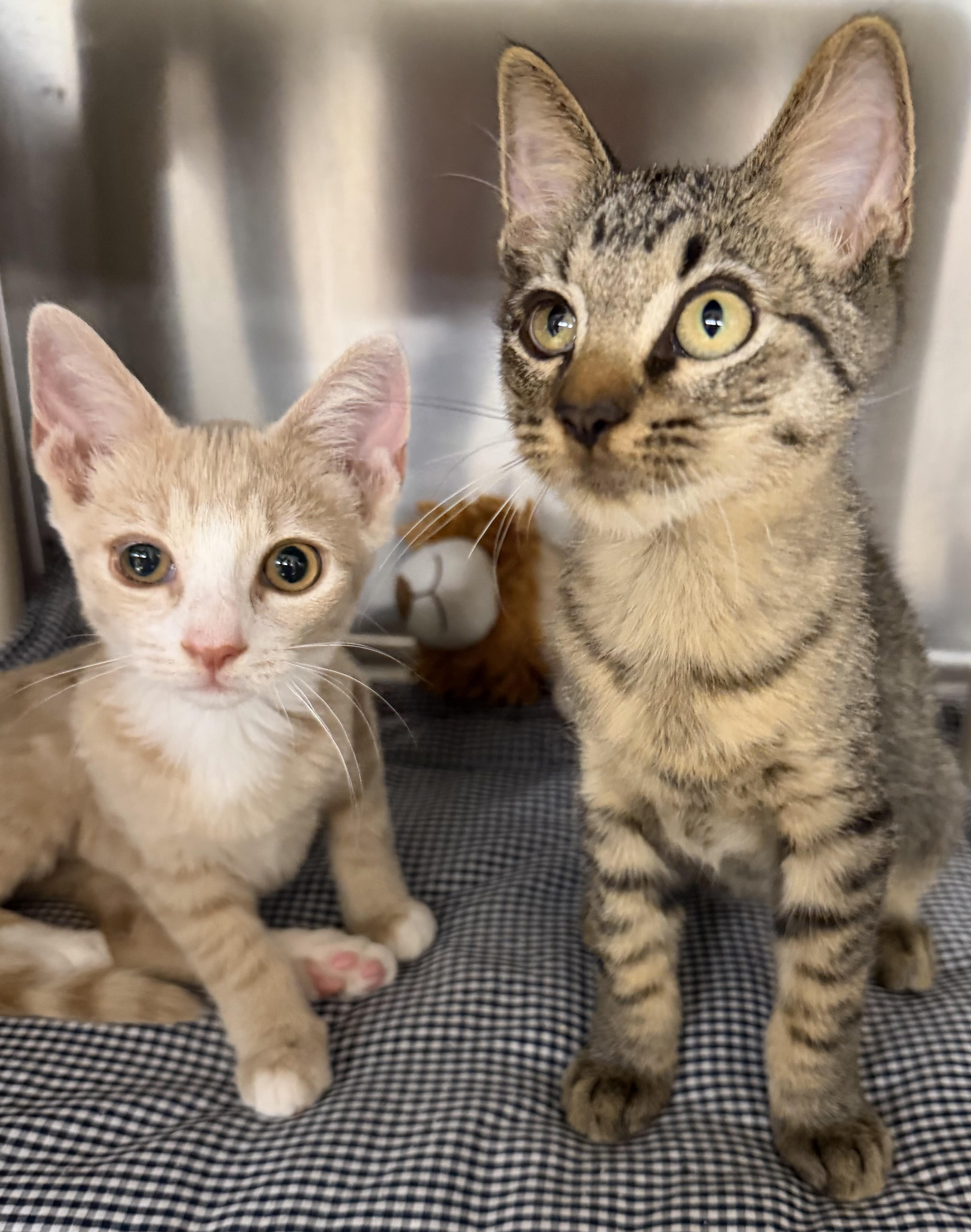 Enlarge Sprinkles and Glitter, an adopted Domestic Short Hair in Fernandina Beach, FL image 3/5