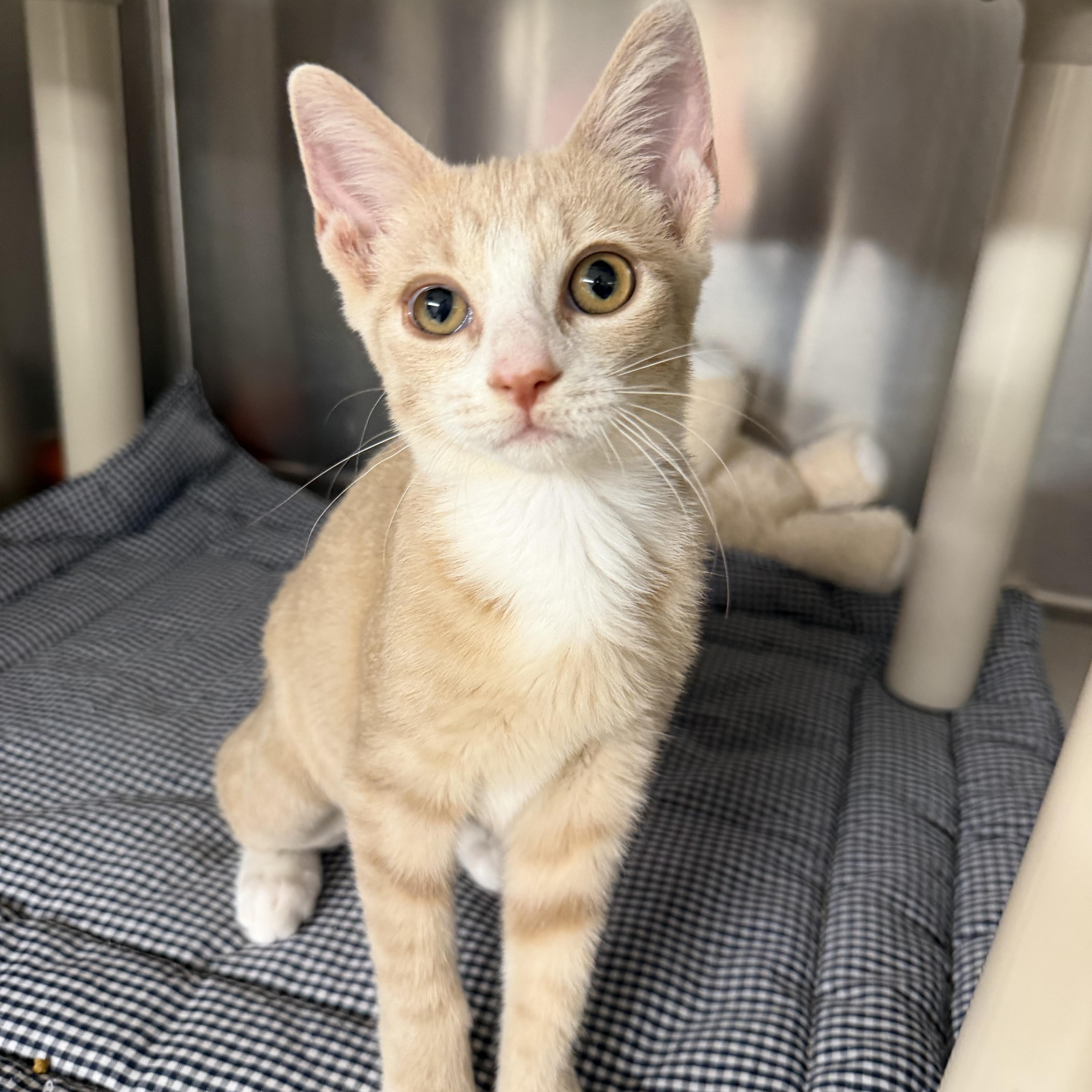 Enlarge Sprinkles and Glitter, an adopted Domestic Short Hair in Fernandina Beach, FL image 4/5