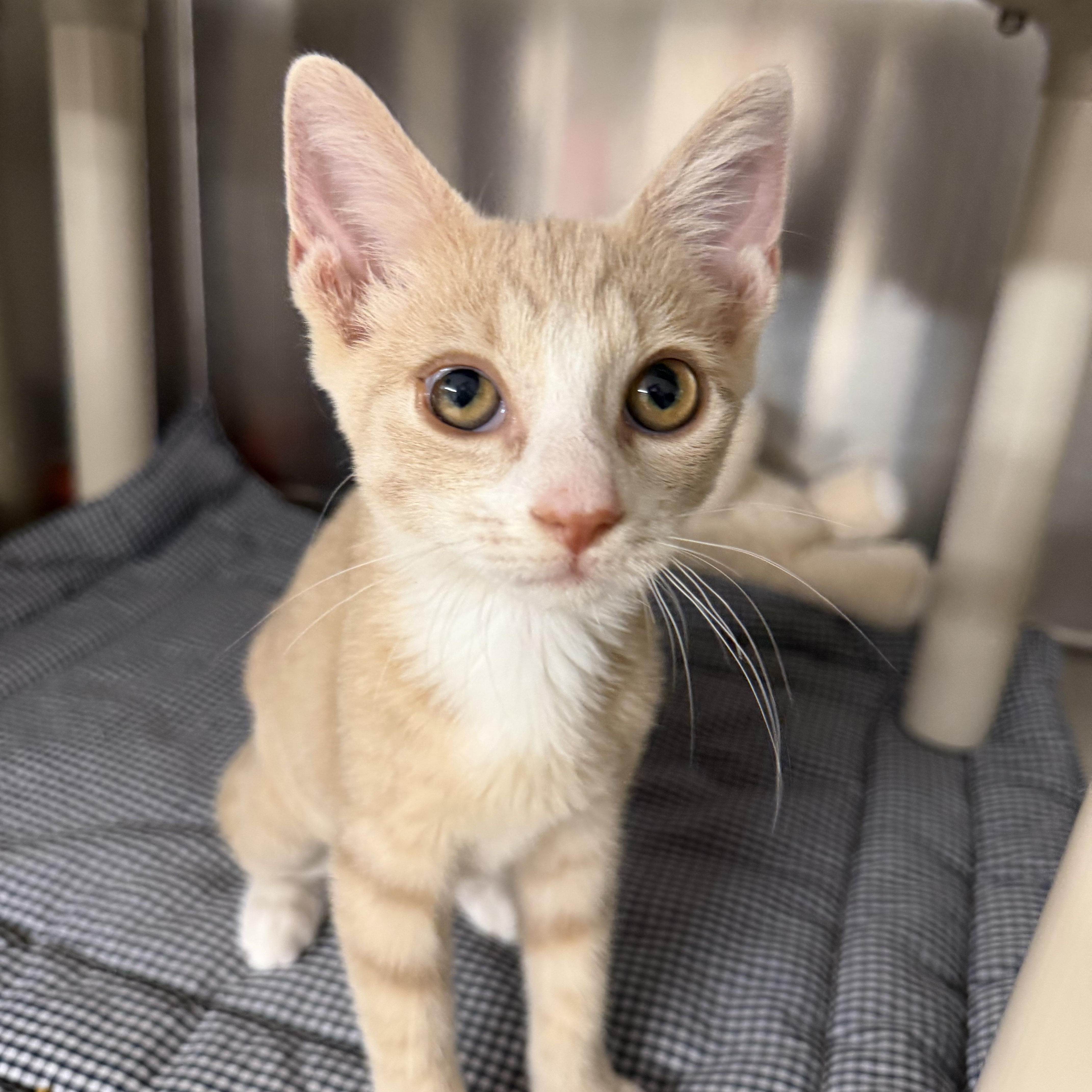 Enlarge Sprinkles and Glitter, an adopted Domestic Short Hair in Fernandina Beach, FL image 2/5