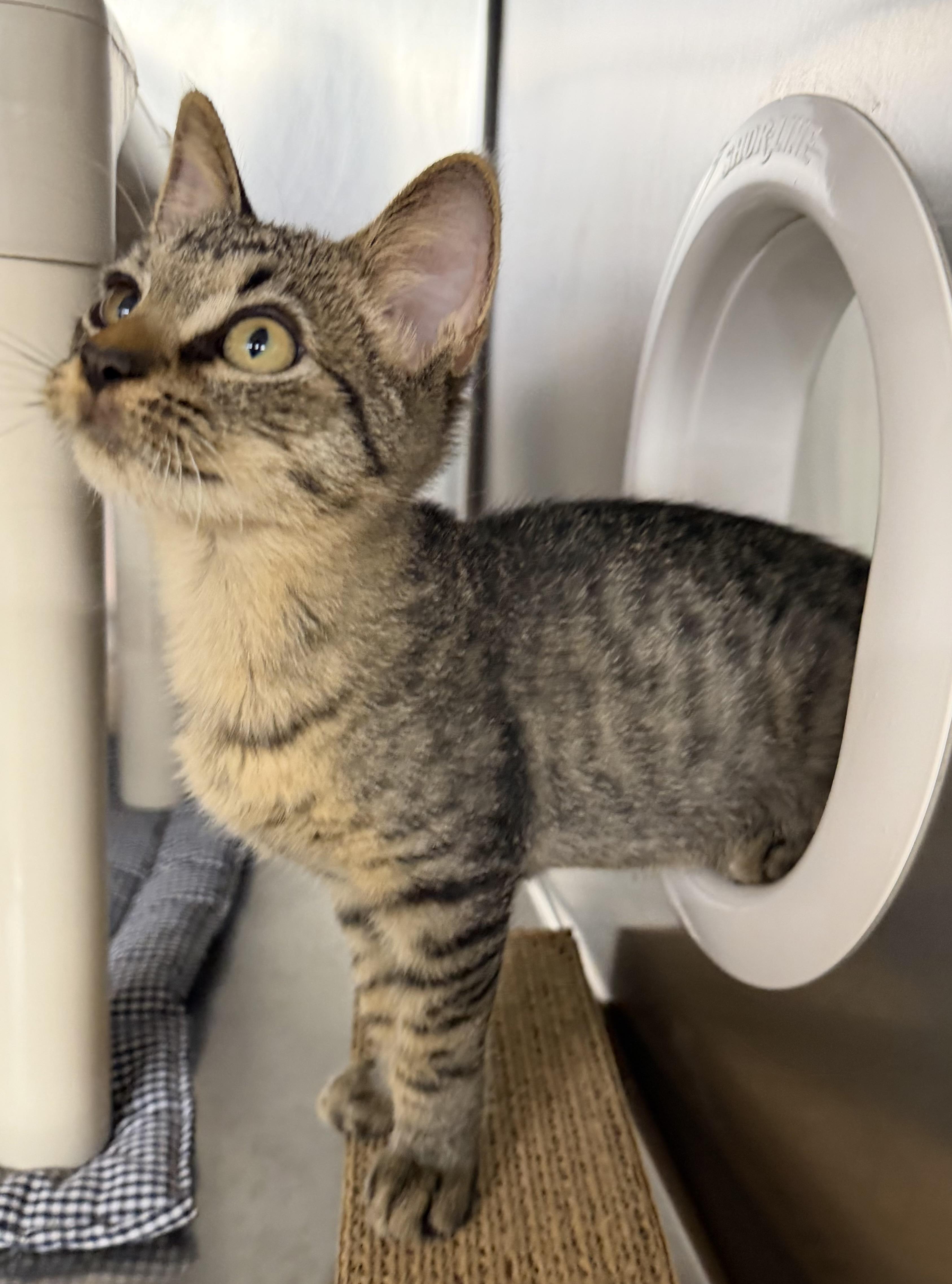 Enlarge Sprinkles and Glitter, an adopted Domestic Short Hair in Fernandina Beach, FL image 5/5