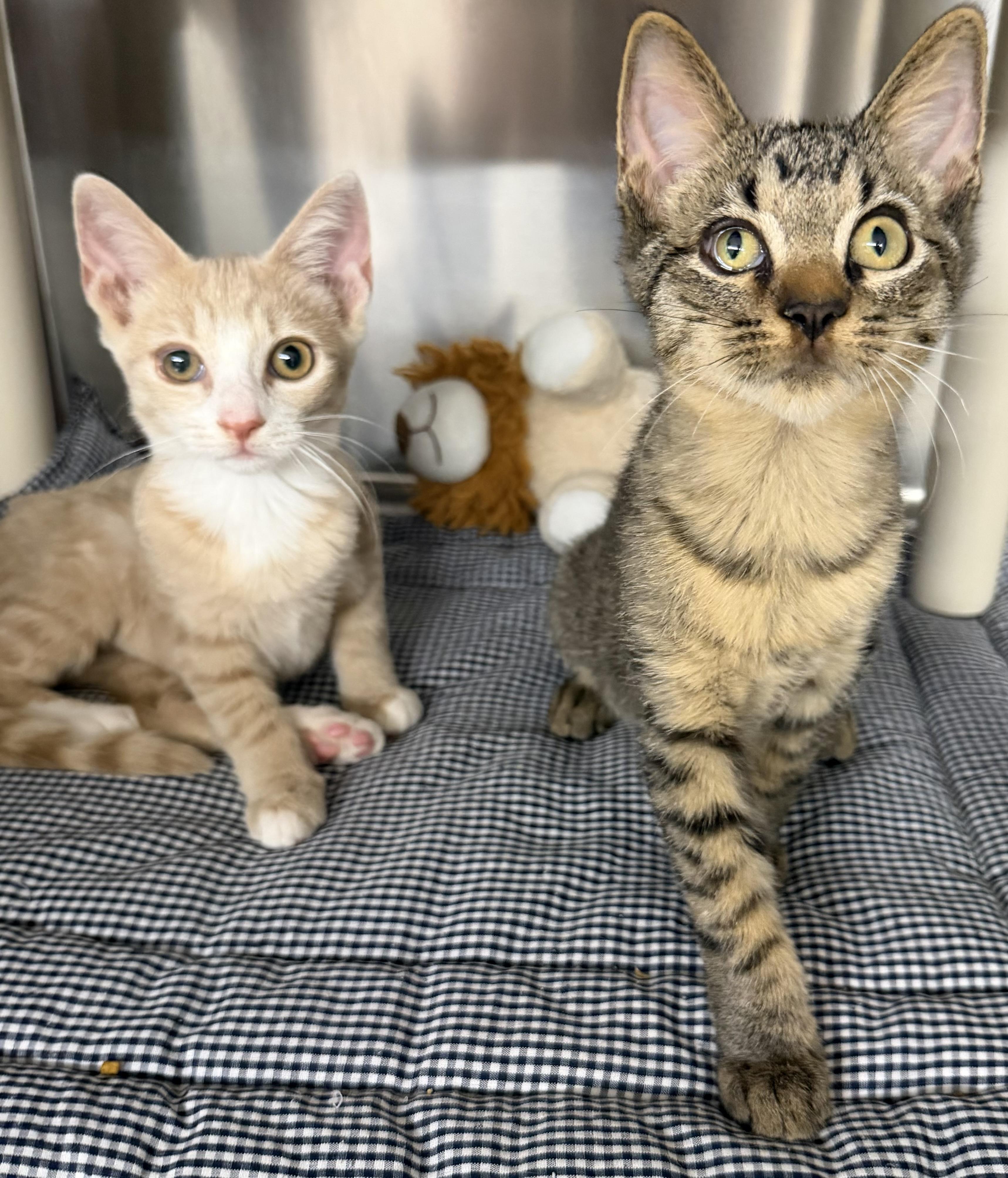 Enlarge Sprinkles and Glitter, an adopted Domestic Short Hair in Fernandina Beach, FL image 1/5