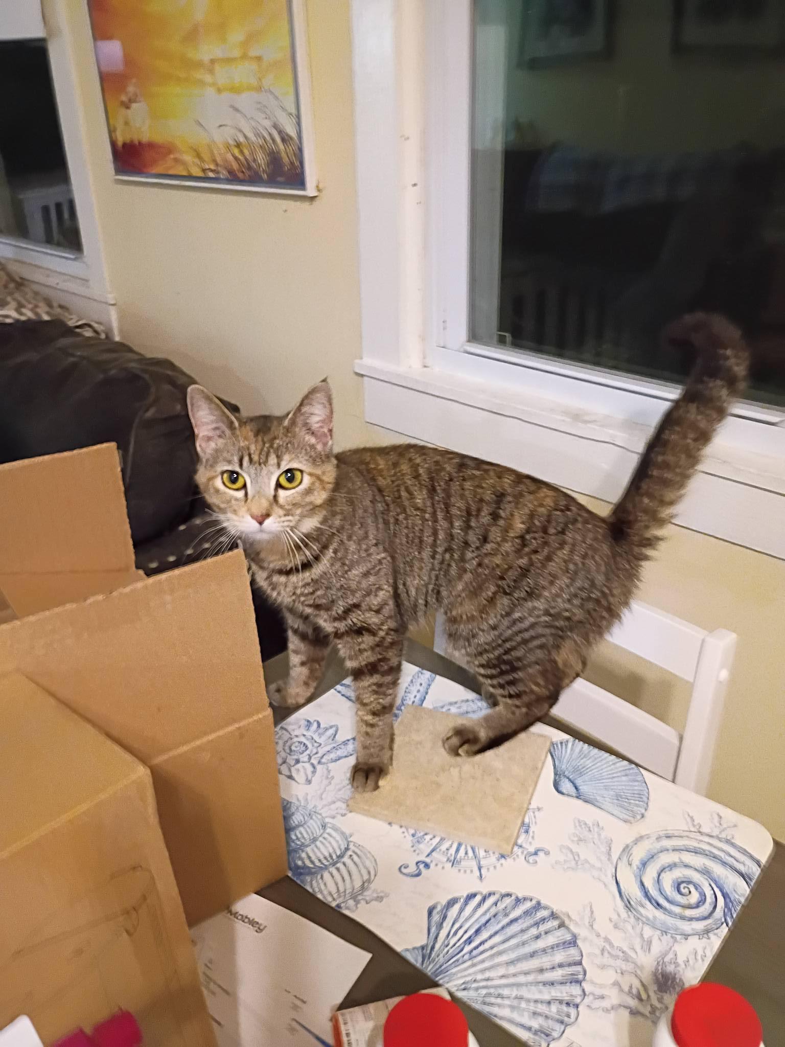 Enlarge Merry - playful & loving, an adopted Domestic Short Hair in Hendersonville, TN image 1/1