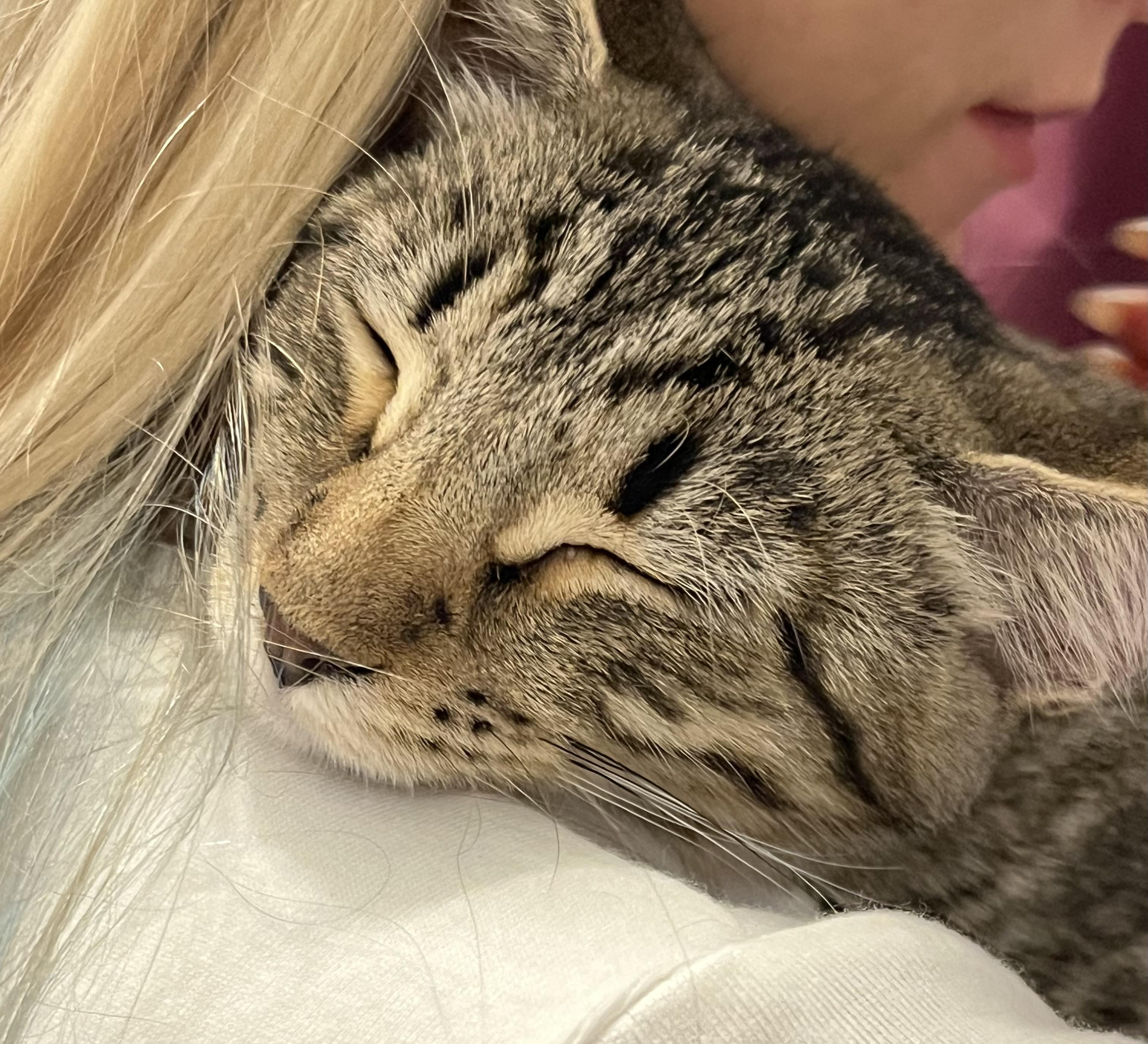 Sweet Noah **UPDATED**, a Adoptable Domestic Short Hair in Moline, IL image 4/5