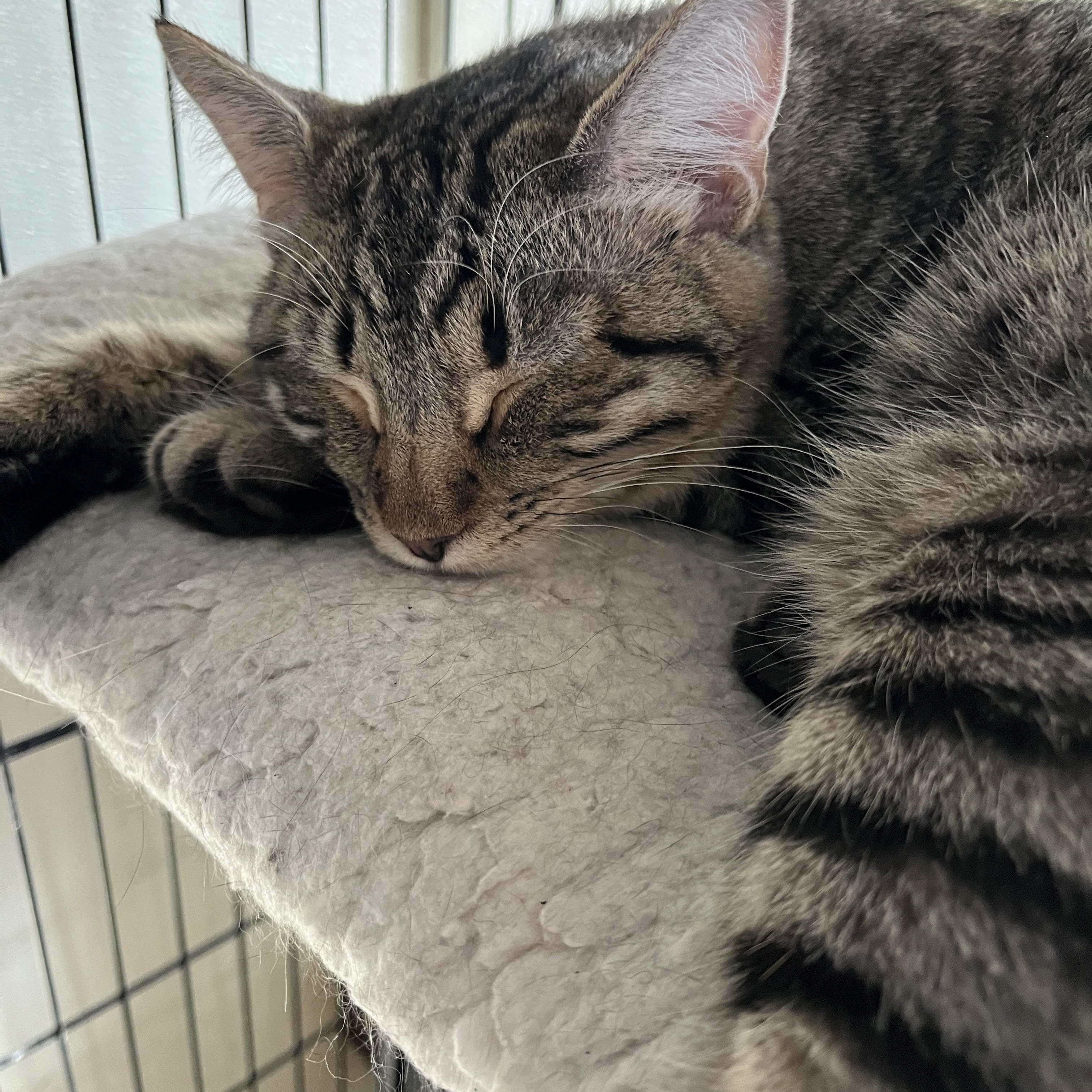 Sweet Noah **UPDATED**, a Adoptable Domestic Short Hair in Moline, IL image 5/5