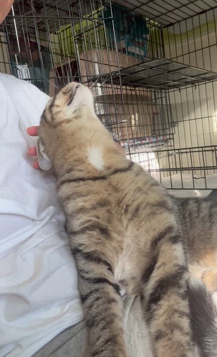 Enlarge Sweet Noah **UPDATED**, a Adoptable Domestic Short Hair in Moline, IL video 3/5