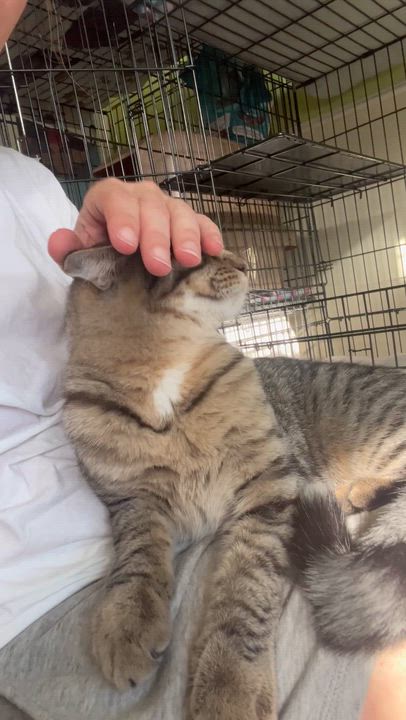 Enlarge Sweet Noah **UPDATED**, a Adoptable Domestic Short Hair in Moline, IL video 2/5