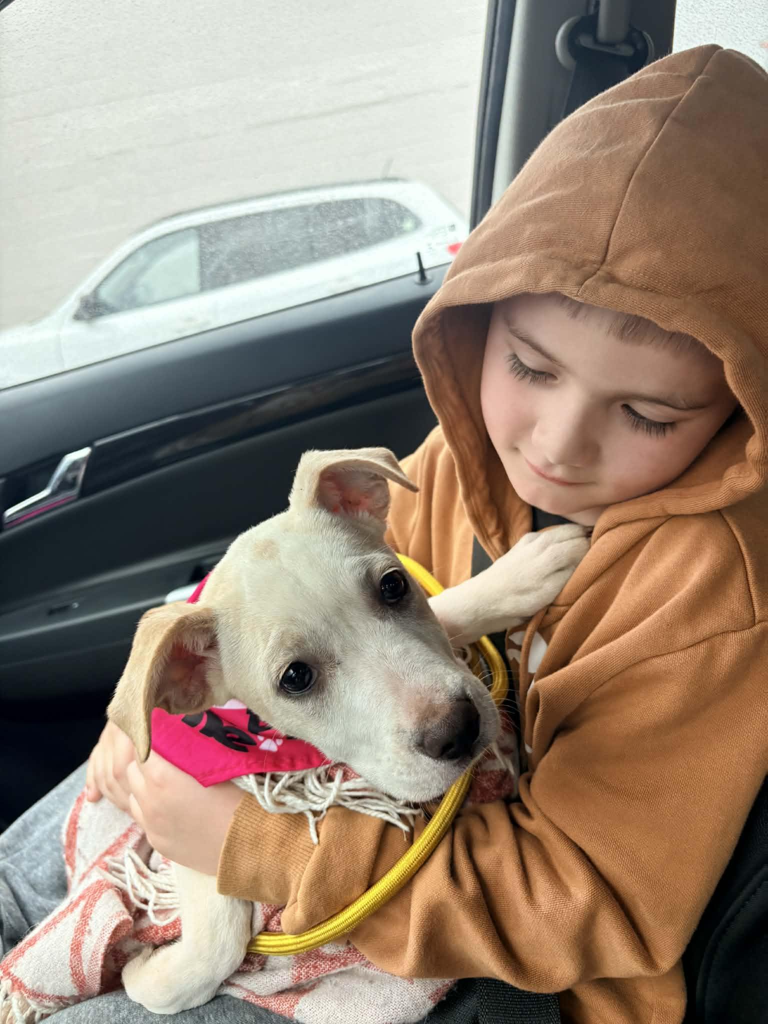 Phyllis, Adoptable, Puppy Female Labrador Retriever.
