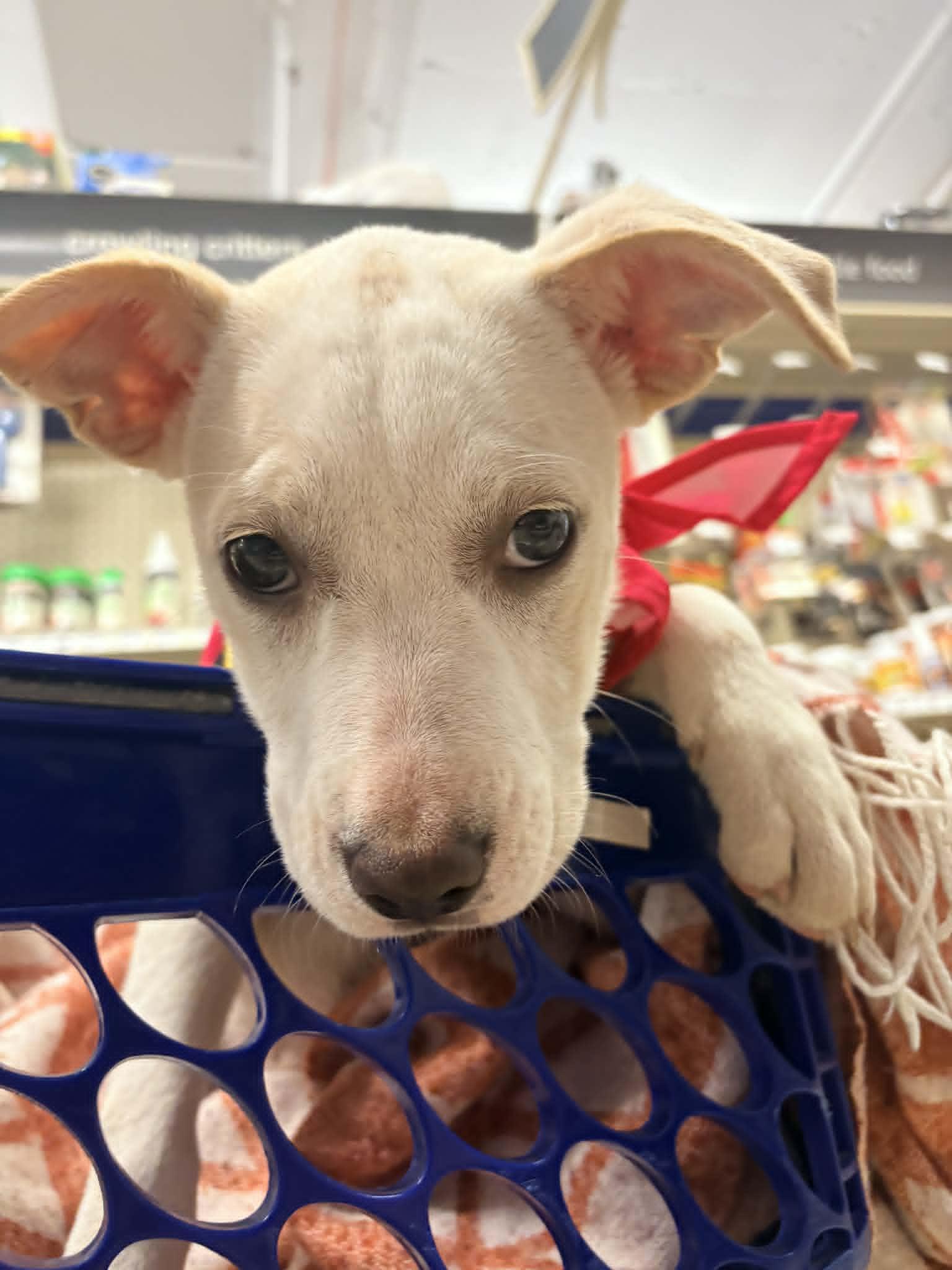 Enlarge Phyllis, a Adoptable mixed breed in Kansas City, MO image 2/3