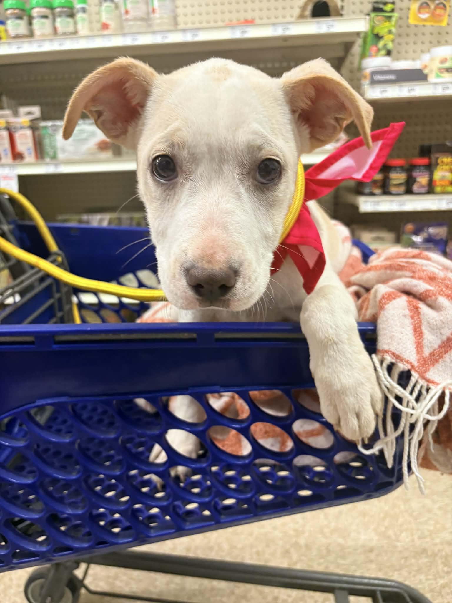 Enlarge Phyllis, a Adoptable mixed breed in Kansas City, MO image 3/3