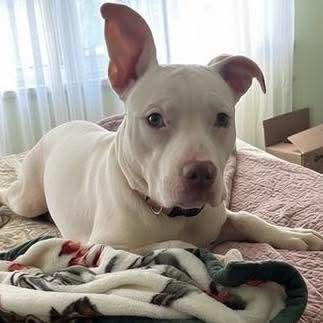 Rainbow Brite: Not at the shelter (Barbe), Adoptable, Young Female Pit Bull Terrier.