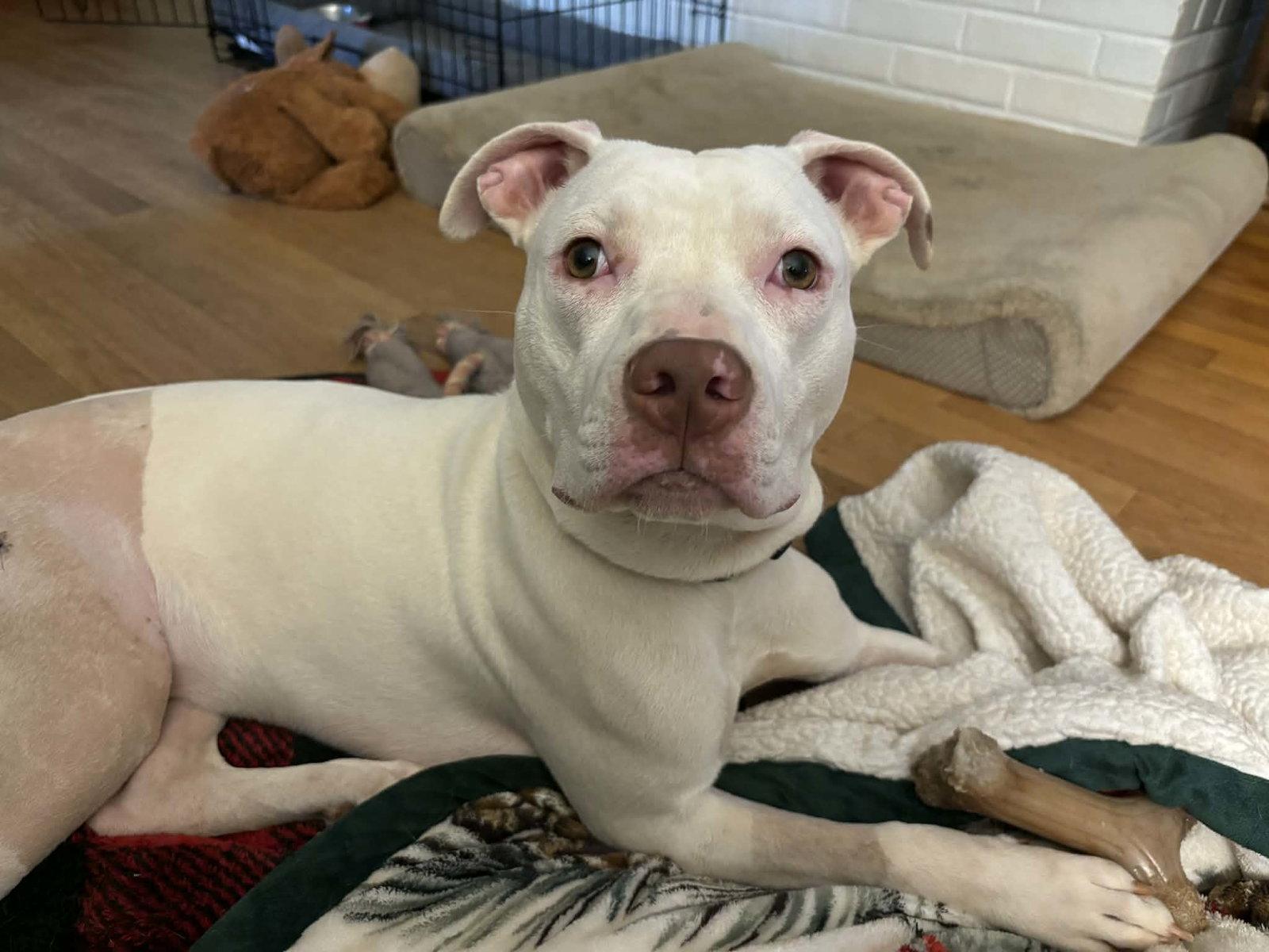 Enlarge Rainbow Brite: Not at the shelter (Barbe), a Adoptable Pit Bull Terrier in Rustburg, VA image 2/3