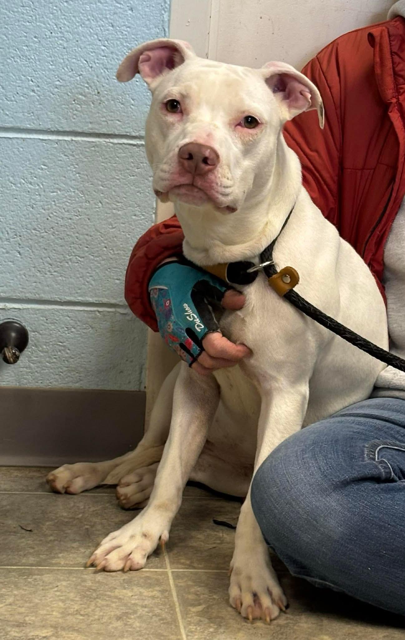 Enlarge Rainbow Brite: Not at the shelter (Barbe), a Adoptable Pit Bull Terrier in Rustburg, VA image 3/3