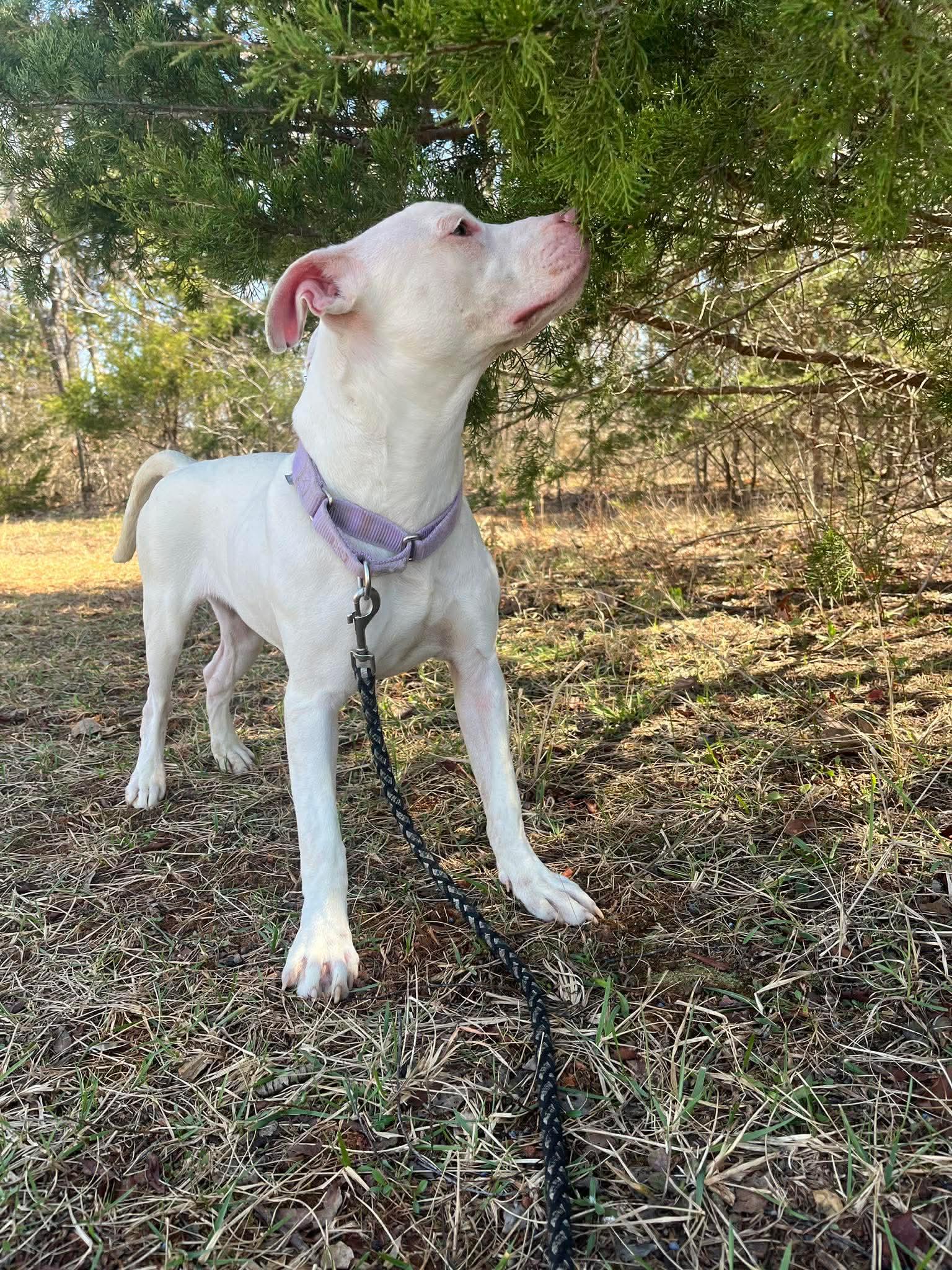 Rainbow Brite: Not at the shelter (Barbe), a Adoptable Pit Bull Terrier in Rustburg, VA image 3/3