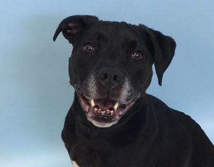 Cece, Adoptable, Adult Female Pit Bull Terrier & Labrador Retriever.