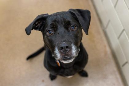 Cece, a Adoptable mixed breed in Golden Valley, MN image 2/3