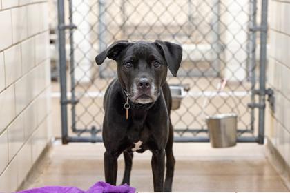 Cece, a Adoptable mixed breed in Golden Valley, MN image 3/3