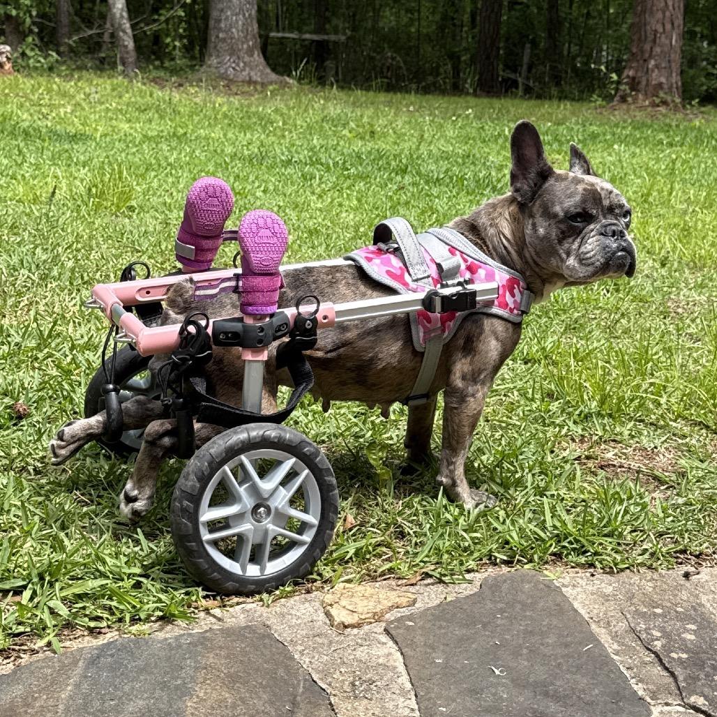 CupCake, Adoptable, Adult Female French Bulldog.