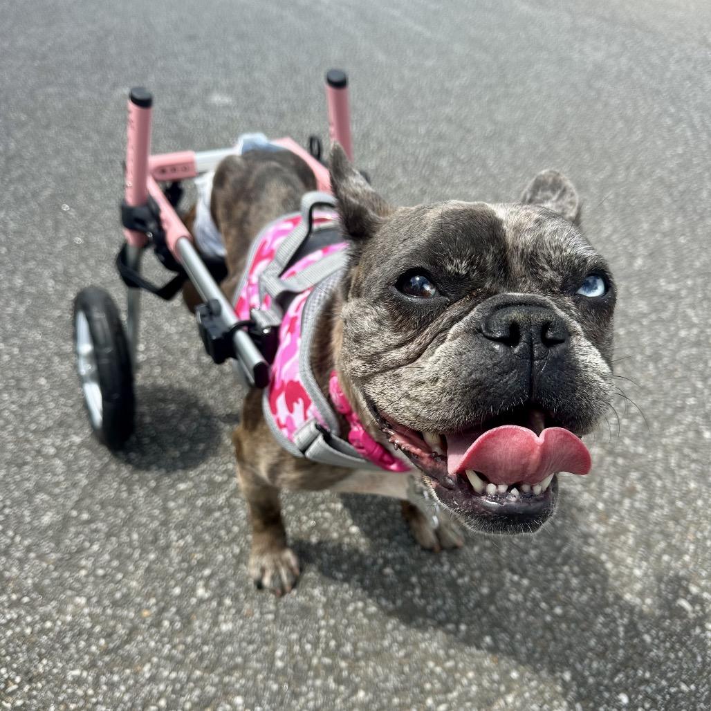 Enlarge CupCake, a Adoptable French Bulldog in Opelika, AL image 2/2